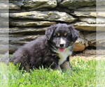 Small #1 Australian Shepherd