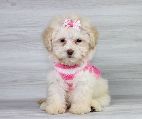 Medium Photo #13 Maltipoo Puppy For Sale in LAS VEGAS, NV, USA