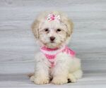 Small Photo #13 Maltipoo Puppy For Sale in LAS VEGAS, NV, USA