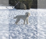Small Photo #4 Poodle (Standard) Puppy For Sale in LOWVILLE, NY, USA