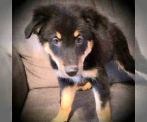 Australian Shepherd Puppy for sale in LINDEN, TN, USA