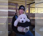Small #14 Great Pyrenees