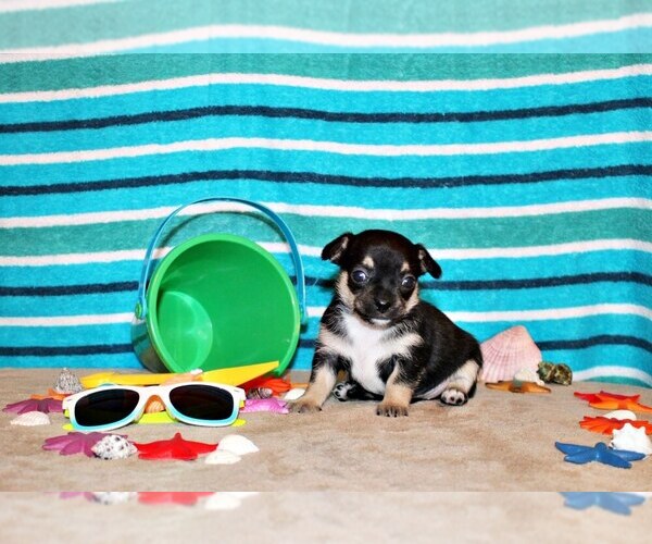Medium Photo #1 Chihuahua Puppy For Sale in CHARLESTON, AR, USA