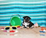 Puppy Esperanza Chihuahua