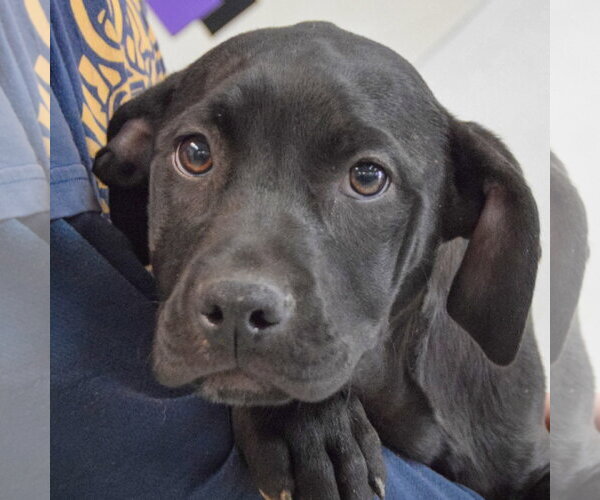 Medium Photo #5 American Staffordshire Terrier-Unknown Mix Puppy For Sale in Huntley, IL, USA