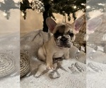 Small Photo #4 French Bulldog Puppy For Sale in MELBOURNE, FL, USA