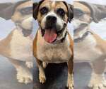 Small #13 Boxer