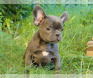 French Bulldog Puppy for sale in BOSTON, MA, USA
