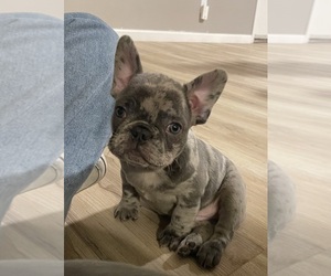 French Bulldog Puppy for sale in FRESNO, CA, USA