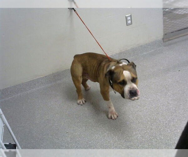 Medium Photo #1 American Pit Bull Terrier-Unknown Mix Puppy For Sale in Pasadena, TX, USA