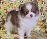 Small #2 Pomeranian