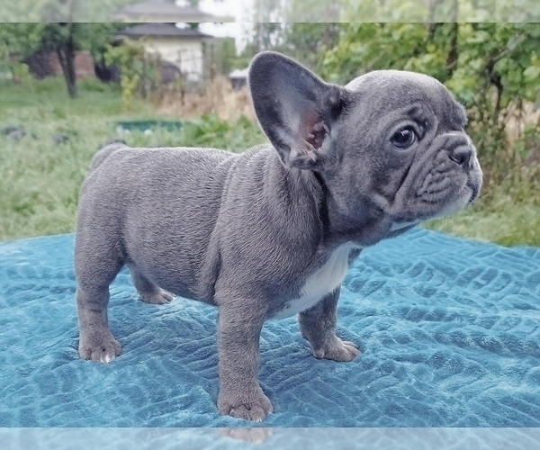 Medium Photo #1 French Bulldog Puppy For Sale in EASTON, PA, USA