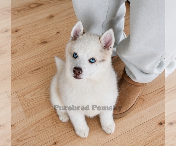 Medium Photo #4 Pomsky Puppy For Sale in KANSAS CITY, MO, USA
