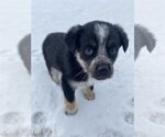 Small Photo #5 Mutt Puppy For Sale in Laramie, WY, USA