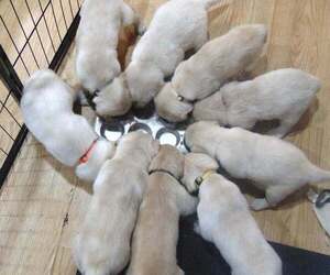 English Cream Golden Retriever-Labrador Retriever Mix Puppy for sale in DIMONDALE, MI, USA