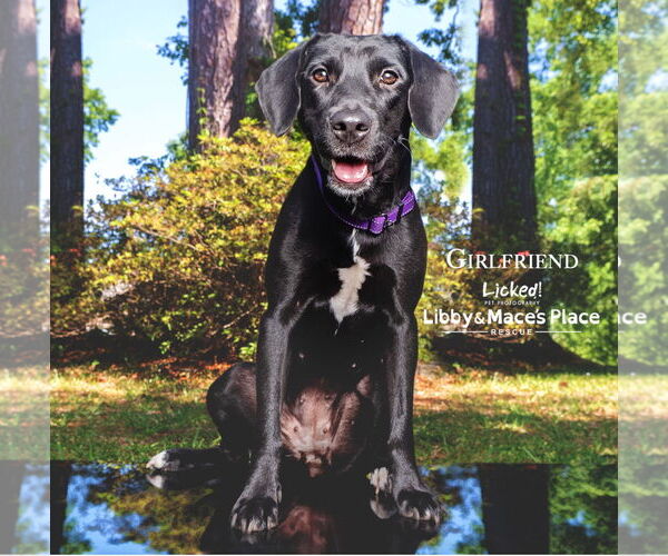 Medium Photo #4 Labrador Retriever-Unknown Mix Puppy For Sale in Mount Pleasant, SC, USA