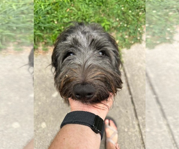 Medium Photo #2 Mutt Puppy For Sale in Germantown, OH, USA