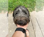 Small #1 Mutt