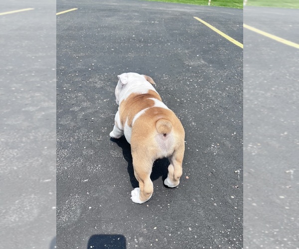 Medium Photo #7 Bulldog Puppy For Sale in UTICA, OH, USA