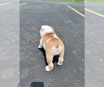 Small #6 Bulldog