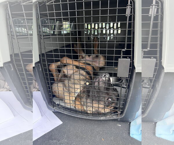 Medium Photo #3 Mutt Puppy For Sale in Stevens Point, WI, USA