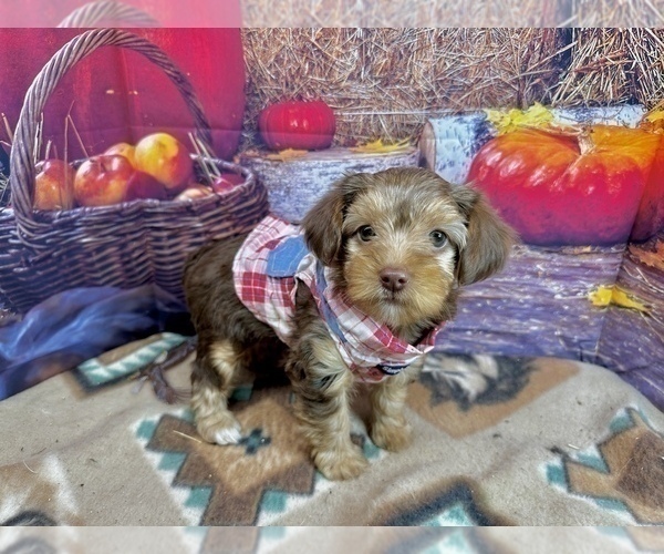 Medium Photo #5 Morkie Puppy For Sale in CASSVILLE, MO, USA
