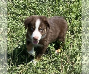 Miniature Australian Shepherd Puppy for sale in FORT MORGAN, CO, USA