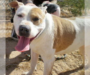 MILLIE - Female American Pit Bull Terrier-Labrador Retriever Mix Dog for Adoption - Photo #2
