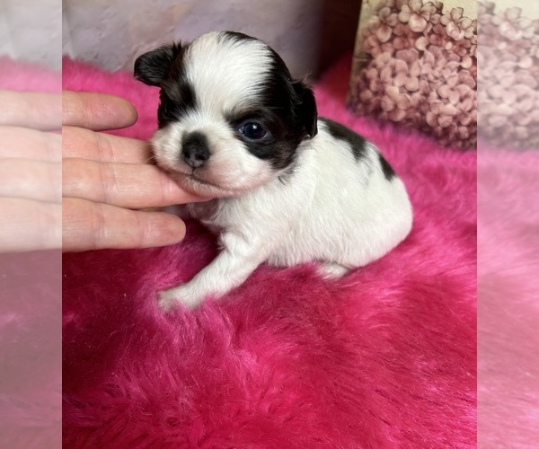Medium Photo #3 Chihuahua Puppy For Sale in TRACY, CA, USA