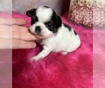Small #2 Chihuahua