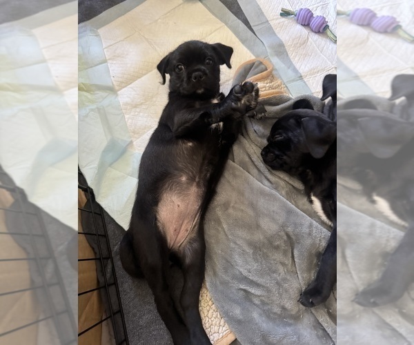 Medium Photo #2 Mutt Puppy For Sale in ORANGE, CA, USA