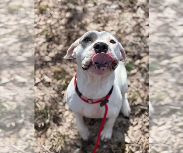 Medium Photo #14 American Bulldog-Unknown Mix Puppy For Sale in Germantown, OH, USA