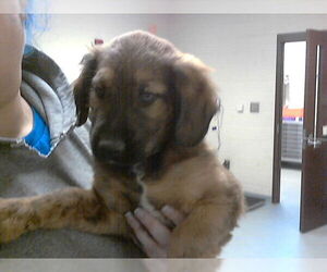 Great Pyrenees-Unknown Mix Dogs for adoption in Fayetteville, NC, USA