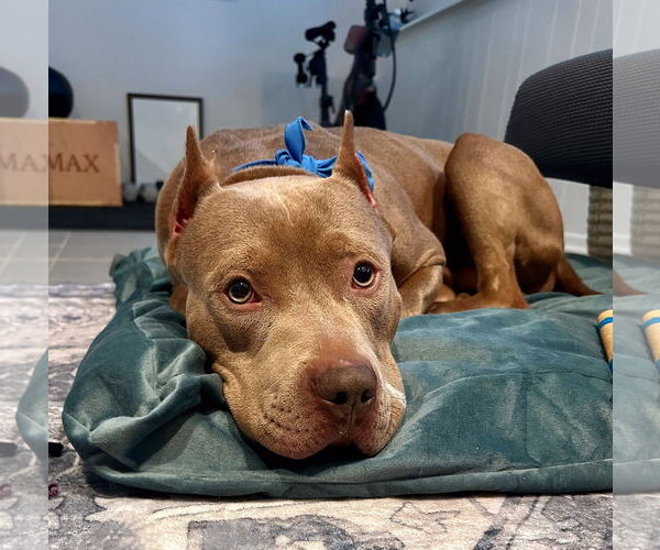 Medium Photo #4 American Pit Bull Terrier Puppy For Sale in Techny, IL, USA