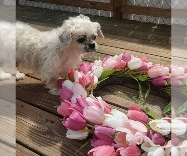 Medium Photo #1 Shih Tzu-Unknown Mix Puppy For Sale in New Oxford , PA, USA