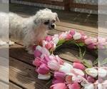 Small Shih Tzu Mix