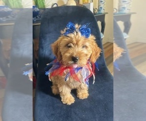 Goldendoodle (Miniature) Puppy for sale in INDIANAPOLIS, IN, USA