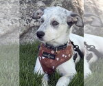 Small #37 Great Pyrenees Mix