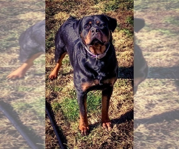 Medium Photo #37 Rottweiler Puppy For Sale in VONORE, TN, USA