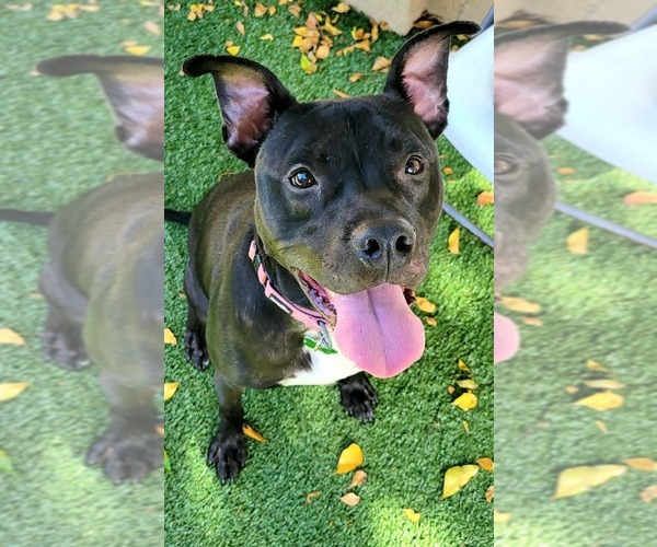 Medium Photo #20 Mutt Puppy For Sale in Pompano Beach , FL, USA