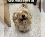 Small Maltese
