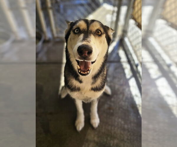 Medium Photo #3 Siberian Husky Puppy For Sale in El Centro, CA, USA