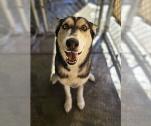 Sweeny - Female Siberian Husky Dog for Adoption - Photo #3
