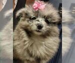 Puppy 2 Pomeranian