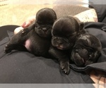Small Photo #3 French Bulldog Puppy For Sale in NEW CASTLE, PA, USA