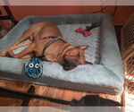 Small #19 Chinese Shar-Pei Mix