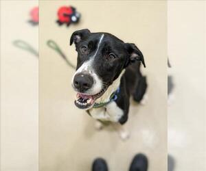 German Shepherd Dog-Unknown Mix Dogs for adoption in Derwood, MD, USA
