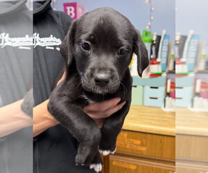 Labrador Retriever-Unknown Mix Dogs for adoption in Gilberts, IL, USA
