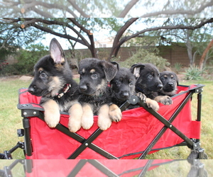 German Shepherd Dog Puppy for sale in BUCKEYE, AZ, USA