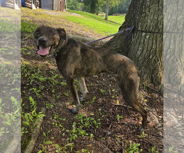 Medium Photo #5 Mountain Cur-Unknown Mix Puppy For Sale in Attalka, AL, USA